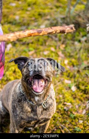 Pitbull in einem Wald während des Frühjahrsspielens Stockfoto