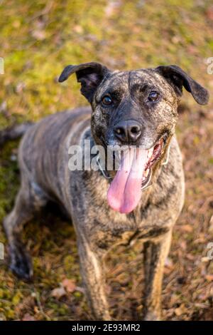 Pitbull in einem Wald während des Frühjahrsspielens Stockfoto