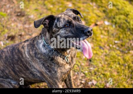 Pitbull in einem Wald während des Frühjahrsspielens Stockfoto