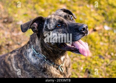 Pitbull in einem Wald während des Frühjahrsspielens Stockfoto