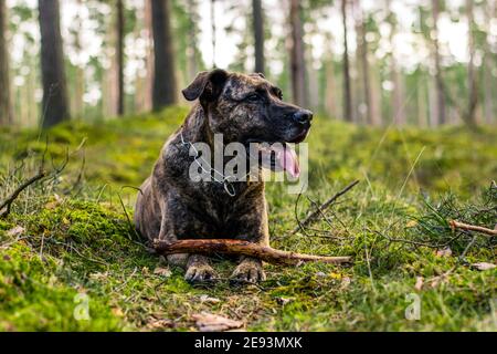 Pitbull in einem Wald während des Frühjahrsspielens Stockfoto