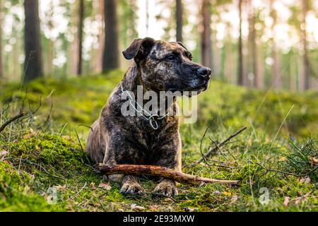 Pitbull in einem Wald während des Frühjahrsspielens Stockfoto