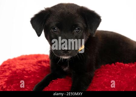 Porträt eines kleinen schwarzen Stret Hund Welpen in der studio auf weißem Hintergrund Stockfoto
