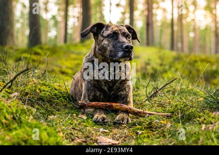 Pitbull in einem Wald während des Frühjahrsspielens Stockfoto