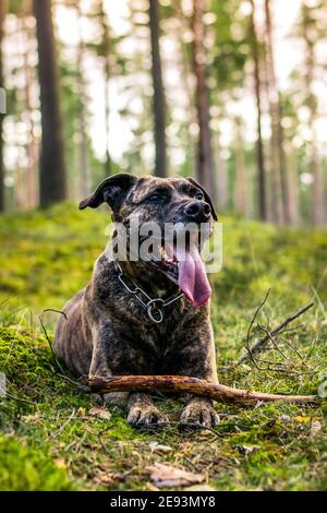 Pitbull in einem Wald während des Frühjahrsspielens Stockfoto
