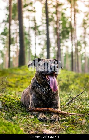 Pitbull in einem Wald während des Frühjahrsspielens Stockfoto