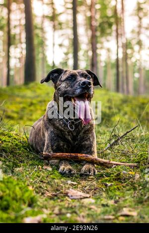 Pitbull in einem Wald während des Frühjahrsspielens Stockfoto