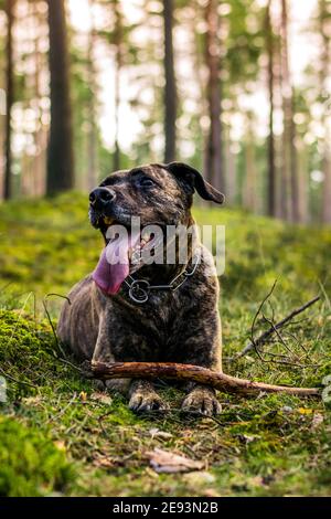 Pitbull in einem Wald während des Frühjahrsspielens Stockfoto