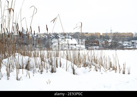 Gefrorener See, mit Tannen, Schilf vom Schnee bedeckt und Stadt-, Stadt- oder Dorfhäuser im Hintergrund Stockfoto