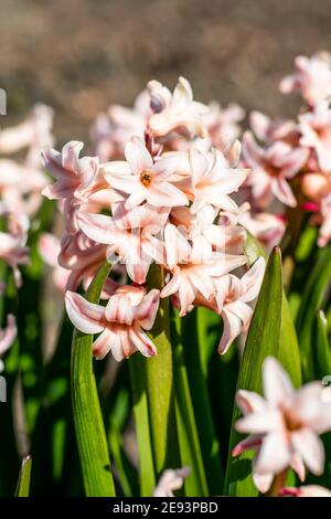 Weiße und rosafarbene Hyazinthe im Frühling im Garten Stockfoto