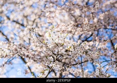 Apfelbaum blüht im Frühling Stockfoto
