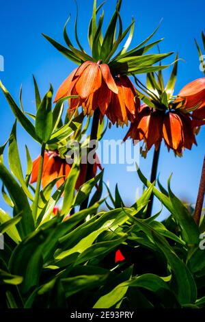 Fritillaria im Garten im Frühling Stockfoto