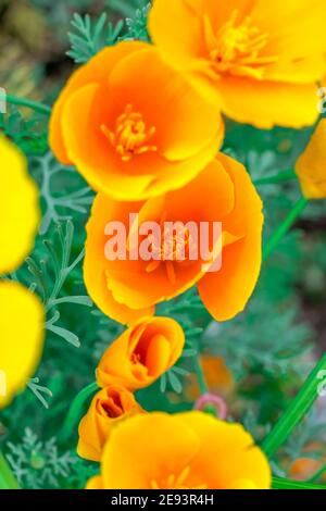 Mehrere Tulpen in einem Garten im Frühling Stockfoto