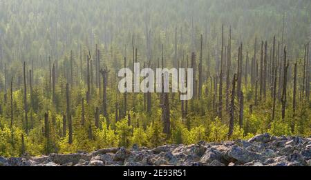 Tote Bäume werden durch natürliche Vegetation ersetzt. Blick vom Gipfel des Mt. Lusen im Nationalpark Bayerischer Wald (NP Bayerischer Wald). Europa, Ge Stockfoto