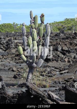 Vertikale Aufnahme eines großen Kaktus in Ecuador Stockfoto