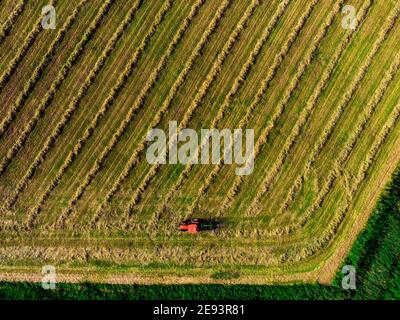 Traktor pflügt landwirtschaftlichen Ertrag und macht Reihen Stockfoto