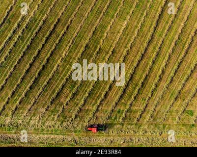 Traktor pflügt landwirtschaftlichen Ertrag und macht Reihen Stockfoto