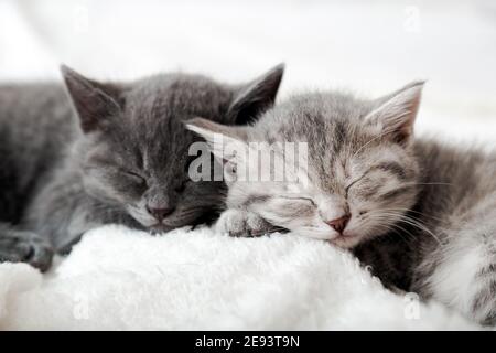 Paar glücklich Kätzchen schlafen zusammen entspannen. Kätzchen Familie in der Liebe. Liebenswert Kitty Nasen für Valentinstag. Gemütliches Zuhause Tier schlafen bequem Stockfoto