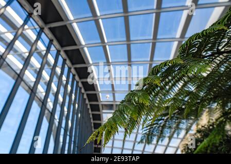 LONDON, GROSSBRITANNIEN - 26. Dez 2019: The Sky Garden, eine kostenlose öffentliche Galerie, die sich auf der 20 Fenchurch Street befindet, auch bekannt als T Stockfoto