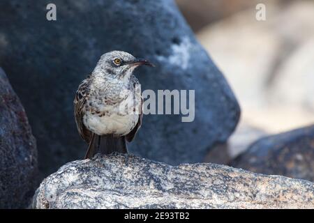 Der Hood Mockingbird, Mimus macdonaldi, endemische Art aus den Galapagos Stockfoto