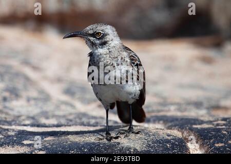 Ein Blick auf Hood Mockingbird, Mimus macdonaldi, Galapagos Inseln Stockfoto