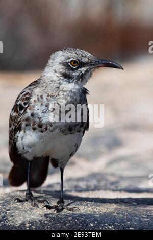 Eine Vertikale von Hood Mockingbird, Mimus macdonaldi, Galapagos Inseln Stockfoto