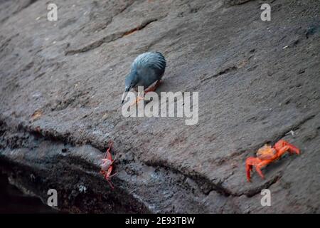 Ein Lavareiher, Butorides sundevalli, der eine Sally Lightfoot Crab in den Galapagos verfolgt Stockfoto