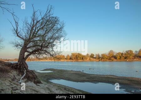 Ein einsamer trockener Baum am Ufer des Kuban Fluss in Krasnodar Stockfoto