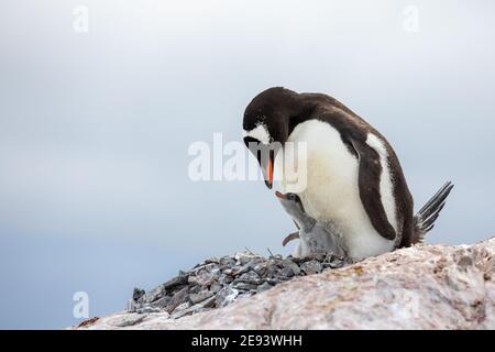 Ein herzerwärmender Moment, in dem ein sanfter Gentoo-Pinguin zu seinem niedlichen Küken auf einem felsigen Nest neigt und die Wunder der antarktischen Elternschaft zeigt Stockfoto