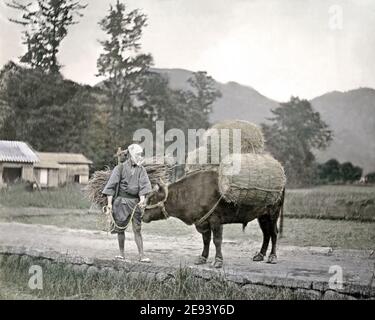 Foto des späten 19. Jahrhunderts - Bauer und Pack Ochsen, Japan. Stockfoto