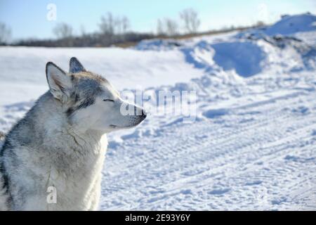 Schöner Hund, Siberian Husky Rasse Schnauze Nahaufnahme im Winter an einem hellen sonnigen Tag. Stockfoto