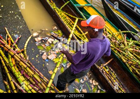 Ein afro-kolumbianischer Arbeiter schneidet Zuckerrohrstämme, die in Holzfrachtschiffe auf dem Markt des Flusses Atrato in Quibdó, Chocó im pazifischen Raum Kolumbiens, beladen sind. Stockfoto