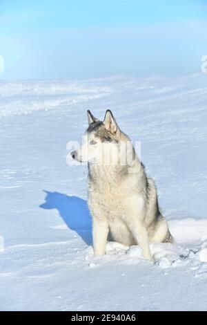 Sibirischer Husky Hund sitzt im Schnee auf dem Hintergrund des blauen Himmels. Stockfoto