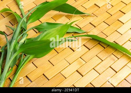 Junge grüne Bambuszweige, Blätter auf Holzgrund. Spa, Massage, Wellness, Zen-Konzept Stockfoto