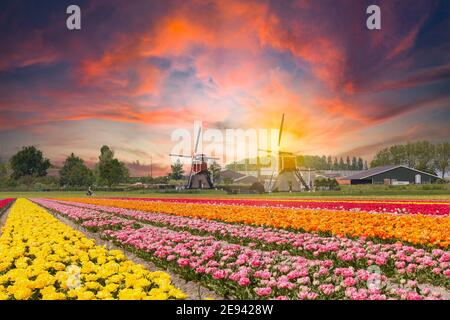 Landschaft bei Sonnenuntergang mit blühenden Tulpen in den Farben gelb, rosa, rot, orange vor einem Hintergrund mit 2 Windmühlen Stockfoto