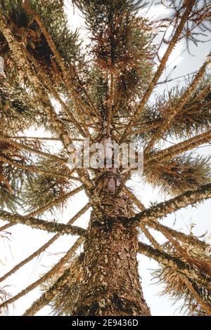 Vertikale Low-Angle-Aufnahme eines Baumes Stockfoto