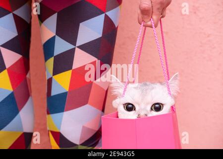 Eine niedliche britische Katze guckst aus einer Geschenktüte, die von einer Frau in bunten Strumpfhosen vor einem rosa Hintergrund gehalten wird. Lifestyle. Stockfoto