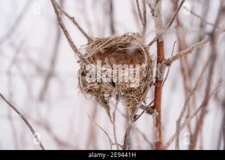 Leeres Vogelnest zwischen einem Winterdickicht von Ästen. Und Himbeerstöcken. Stockfoto