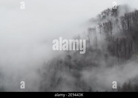 Wolken von dichtem Nebel bewegen sich über einem Waldhang im Winter. Umwelt, Ökologie, Klimawandel und Nachhaltigkeitskonzepte. Stockfoto
