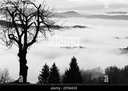 Silhouette eines alten Baumes und Tal im Nebel unten. Umwelt, Ökologie, Klimawandel und Nachhaltigkeitskonzepte. Stockfoto