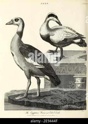 Egyptian Goose [Alopochen aegyptiaca] (links) und Eiderente [gemeiner Eider (Somateria mollissima), auch St. Cuthberts Ente oder Cuddy-Ente genannt], Kupferstich aus der Encyclopedia Londinensis OR, Universal Dictionary of Arts, Sciences, and literature; Band I; herausgegeben von Wilkes, John. Veröffentlicht 1810 in London Stockfoto