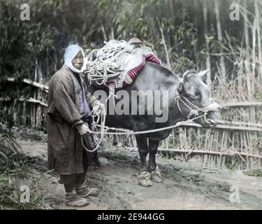 Foto aus dem späten 19. Jahrhundert - Farmer und Ochse, Japan Stockfoto