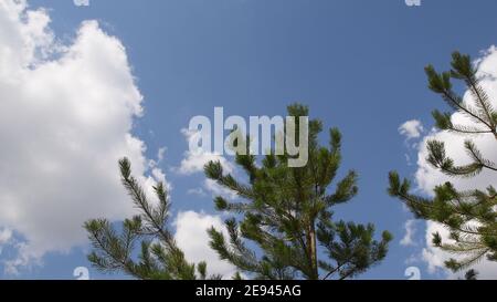 Frische Kiefernäste mit grünen Nadeln vor blauem Himmel Hintergrund mit flauschigen weißen Wolken und Copy Space. Nadelwaldlandschaft. Kiefern Stockfoto