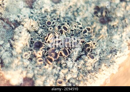 Pilze Parasiten wachsen auf dem Baum. Nahaufnahme. Trametes Versicolor Pilz. Stockfoto