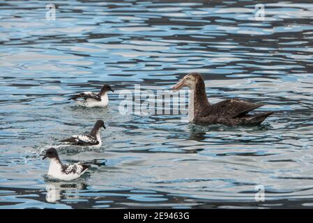 Kapsturmvögel und südliche Riesensturmvögel auf dem Wasser Ocean Harbour South Georgia Island Antarktis Stockfoto