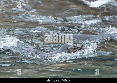 Jungfellfellrobbe im Wasser Ocean Harbour, südgeorgien antarktis Stockfoto