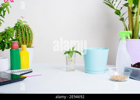 Der Prozess der Pflanzung einer Hauspflanze durch eine Frau in einem Topf für die Keimung zu Hause. Stockfoto