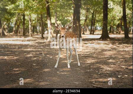 Junge männliche Damhirsche mit Samtgeweih im Wald Frankreichs im Sommer Stockfoto