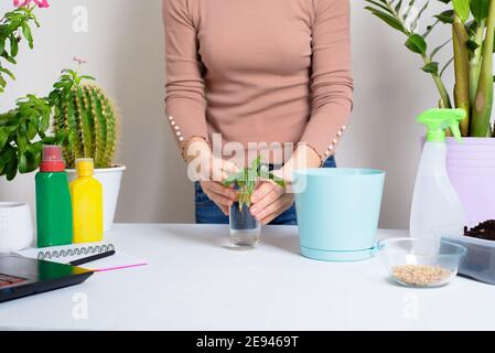 Der Prozess der Pflanzung einer Hauspflanze durch eine Frau in einem Topf für die Keimung zu Hause. Stockfoto