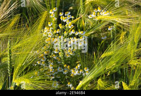 Mehrere echte Kamillen (Matricaria chamomilla L.) in einem Gerstenfeld. Stockfoto